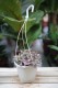 Ceropegia woodii variegata – efektowna roślina zwisająca o delikatnych, sercowatych liściach z jasną variegacją. Doskonała do wiszących donic i półek.