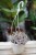 Ceropegia woodii variegata w aranżacji wnętrza – lekka, zwisająca roślina doniczkowa, która wprowadza do przestrzeni naturalny i egzotyczny akcent.