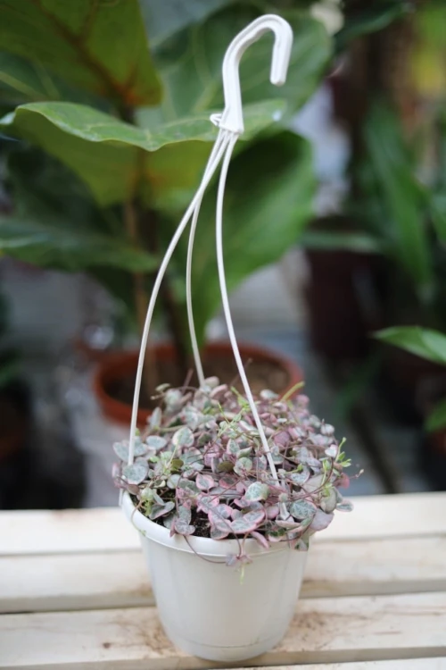 Ceropegia woodii variegata w aranżacji wnętrza – lekka, zwisająca roślina doniczkowa, która wprowadza do przestrzeni naturalny i egzotyczny akcent.