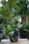 Monstera siltepecana w aranżacji wnętrza – elegancka roślina pnąca, która wprowadza do przestrzeni tropikalny klimat i naturalny, świeży akcent.