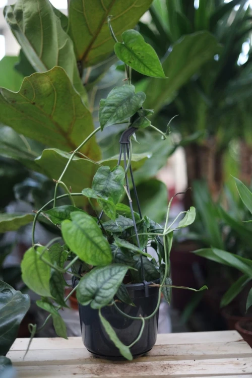 Monstera siltepecana w aranżacji wnętrza – elegancka roślina pnąca, która wprowadza do przestrzeni tropikalny klimat i naturalny, świeży akcent.