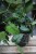 Monstera siltepecana