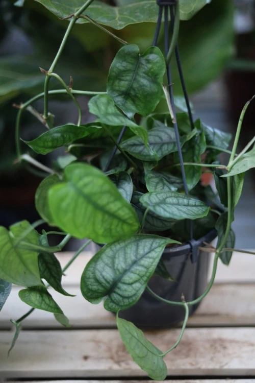 Monstera siltepecana
