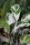 Kalatea Fusion White