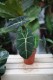 Alocasia micholitziana ‘Frydek’ – dekoracyjna roślina doniczkowa o aksamitnych, ciemnozielonych liściach z kontrastowym, jasnym unerwieniem. Idealna do kolekcji roślin tropikalnych.