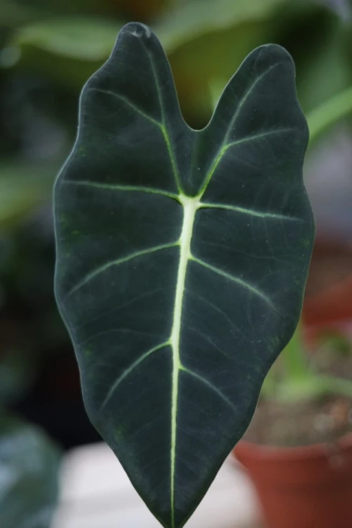 Zbliżenie liścia Alocasia ‘Frydek’ ukazujące aksamitną strukturę oraz wyraźne, jasne nerwy. Egzotyczna roślina o eleganckim i wyjątkowym wyglądzie.