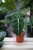 Alocasia micholitziana ‘Frydek’ w aranżacji wnętrza – tropikalna roślina doniczkowa, która wprowadza do przestrzeni stylowy, egzotyczny akcent.