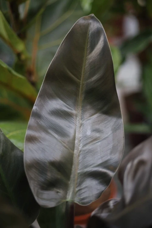 Zbliżenie liści Philodendron Imperial Red ukazujące głęboki, czerwony kolor i aksamitną fakturę liści. Kolekcjonerska roślina doniczkowa o efektownym wyglądzie.