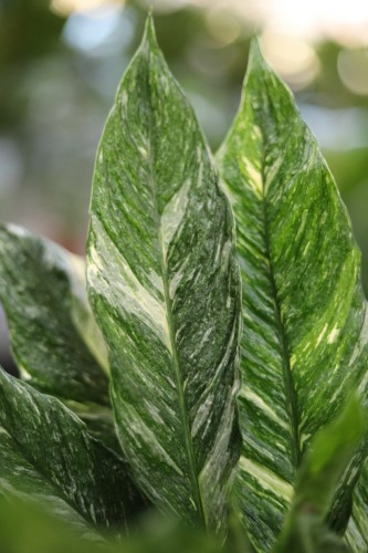 Zbliżenie liści Spathiphyllum Diamond ukazujące subtelny, kremowo-zielony wzór oraz błyszczącą powierzchnię liści. Roślina dekoracyjna i łatwa w pielęgnacji.