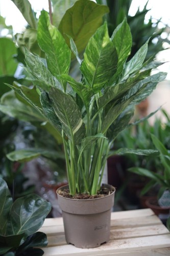 Spathiphyllum Diamond XL – okazały skrzydłokwiat variegata o dekoracyjnych liściach z kontrastową jasną variegacją. Idealna roślina doniczkowa do salonu i nowoczesnych wnętrz.