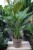 Spathiphyllum Diamond XL w aranżacji wnętrza – tropikalna roślina doniczkowa, która wprowadza do przestrzeni świeżość, elegancję i naturalny akcent.