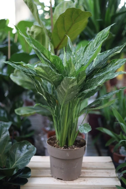Spathiphyllum Diamond XL w aranżacji wnętrza – tropikalna roślina doniczkowa, która wprowadza do przestrzeni świeżość, elegancję i naturalny akcent.