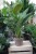 Spathiphyllum Diamond