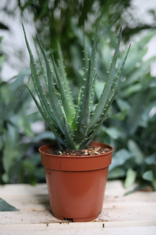 aloes drzewiasty (1)-KOM-P93F001.JPG