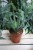 aloes drzewiasty (2).JPG