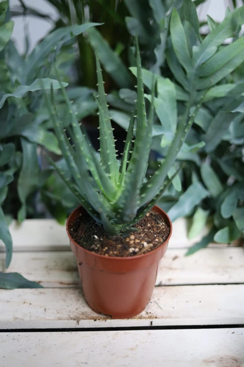 aloes drzewiasty (2).JPG