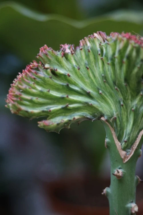 Euphorbia lactea 'Cristata' – dekoracyjny sukulent o falistych, zielono-białych pędach. Idealna roślina doniczkowa do salonu, biura lub kolekcji egzotycznych roślin.