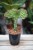 Euphorbia lactea 'Cristata' 2