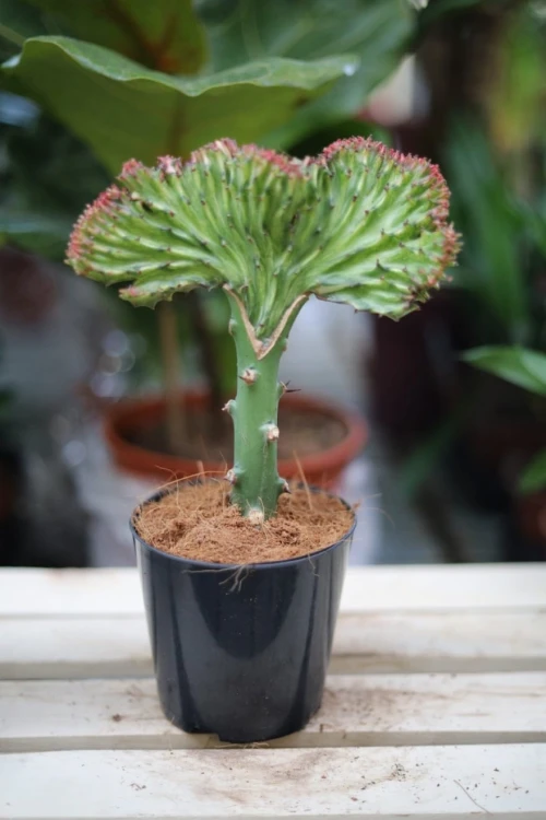 Euphorbia lactea 'Cristata' 2
