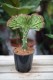 Euphorbia lactea 'Cristata' 2
