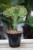 Euphorbia lactea 'Cristata' 3