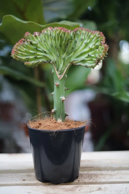 Euphorbia lactea 'Cristata' 3