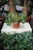 Pilea Peperomioides (Pieniążek) (2).JPG