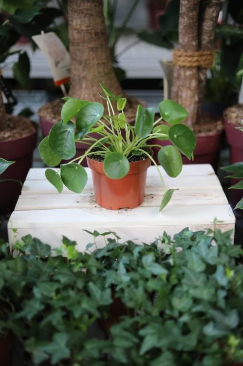 Pilea Peperomioides (Pieniążek) (2).JPG