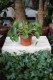 Pilea Peperomioides (Pieniążek) (2).JPG