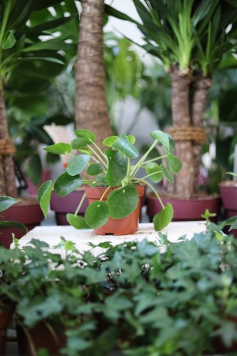 Pilea Peperomioides (Pieniążek) (1).JPG