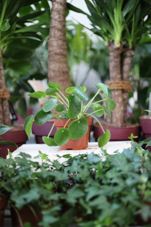 Pilea Peperomioides (Pieniążek) (1).JPG
