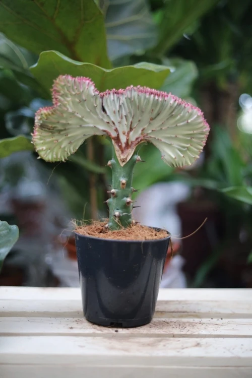 Zbliżenie pędów Euphorbia lactea 'Cristata' ukazujące falistą strukturę i dekoracyjne przebarwienia. Roślina o nietypowym, kolekcjonerskim wyglądzie.