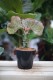 Zbliżenie pędów Euphorbia lactea 'Cristata' ukazujące falistą strukturę i dekoracyjne przebarwienia. Roślina o nietypowym, kolekcjonerskim wyglądzie.
