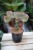 Euphorbia lactea 'Cristata'