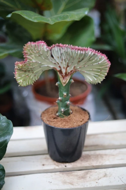 Euphorbia lactea 'Cristata'