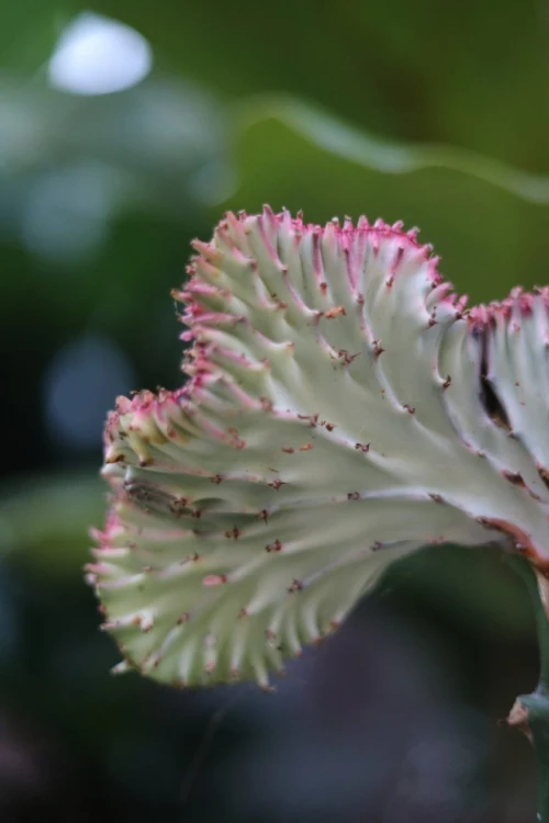 Euphorbia lactea 'Cristata'  1