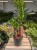 Yucca elephantipes – efektowna roślina doniczkowa o sztywnych, mieczowatych liściach. Idealna do nowoczesnych i tropikalnych aranżacji wnętrz.