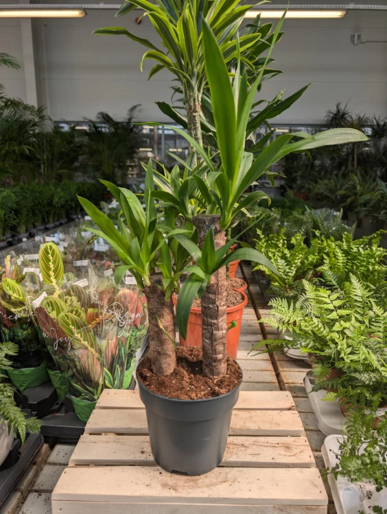 Yucca elephantipes – efektowna roślina doniczkowa o sztywnych, mieczowatych liściach. Idealna do nowoczesnych i tropikalnych aranżacji wnętrz.