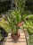 Yucca elephantipes w aranżacji wnętrza – tropikalna roślina doniczkowa, która wprowadza do przestrzeni świeżość, naturalny akcent i egzotyczny klimat.