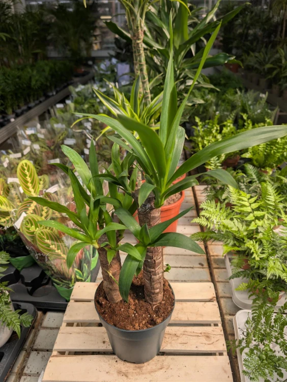Yucca elephantipes w aranżacji wnętrza – tropikalna roślina doniczkowa, która wprowadza do przestrzeni świeżość, naturalny akcent i egzotyczny klimat.