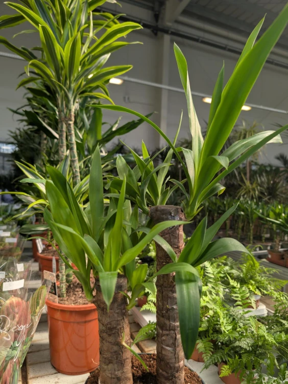Zbliżenie liści Yucca elephantipes ukazujące ich sztywną strukturę i dekoracyjny kształt. Roślina odporna i łatwa w pielęgnacji.