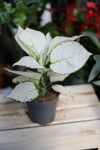 Aglaonema White Joy – efektowna roślina doniczkowa o dużych liściach z delikatną kremową variegacją. Idealna do nowoczesnych i tropikalnych aranżacji wnętrz.