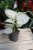 Aglaonema White Joy – efektowna roślina doniczkowa o dużych liściach z delikatną kremową variegacją. Idealna do nowoczesnych i tropikalnych aranżacji wnętrz.