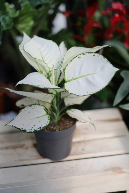 Aglaonema White Joy – efektowna roślina doniczkowa o dużych liściach z delikatną kremową variegacją. Idealna do nowoczesnych i tropikalnych aranżacji wnętrz.