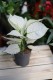 Aglaonema White Joy – efektowna roślina doniczkowa o dużych liściach z delikatną kremową variegacją. Idealna do nowoczesnych i tropikalnych aranżacji wnętrz.