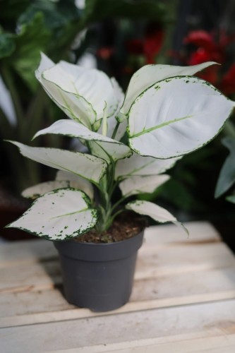 Aglaonema White Joy w aranżacji wnętrza – tropikalna roślina doniczkowa, która wprowadza do przestrzeni naturalny, świeży i elegancki akcent.