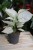 Aglaonema White Joy w aranżacji wnętrza – tropikalna roślina doniczkowa, która wprowadza do przestrzeni naturalny, świeży i elegancki akcent.