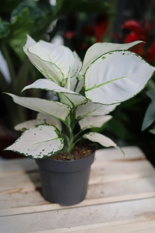 Aglaonema White Joy w aranżacji wnętrza – tropikalna roślina doniczkowa, która wprowadza do przestrzeni naturalny, świeży i elegancki akcent.
