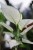 Zbliżenie liści Aglaonema White Joy ukazujące subtelne, kremowe przebarwienia na jasnej zieleni. Roślina doniczkowa łatwa w pielęgnacji i dekoracyjna.