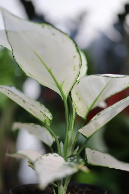 Zbliżenie liści Aglaonema White Joy ukazujące subtelne, kremowe przebarwienia na jasnej zieleni. Roślina doniczkowa łatwa w pielęgnacji i dekoracyjna.